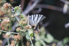 Iphiclides podalirius