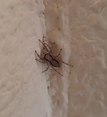 Menemerus bivittatus