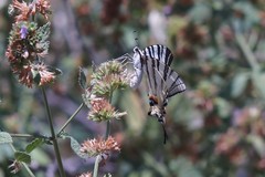Iphiclides podalirius