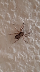 Menemerus bivittatus