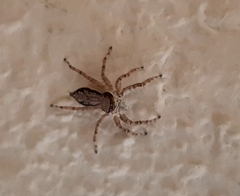 Menemerus bivittatus