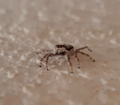 Menemerus bivittatus