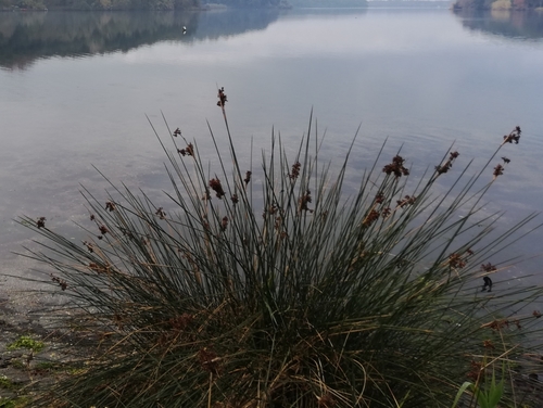 Spiny rush