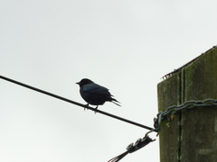 Molothrus bonariensis