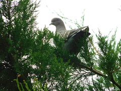 Patagioenas maculosa
