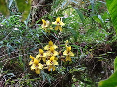 Cyrtochilum macranthum