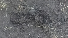 Crotalus polystictus