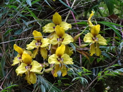 Cyrtochilum macranthum