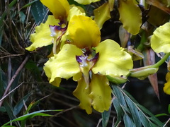 Cyrtochilum macranthum