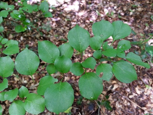 Hyperacanthus sofikomba