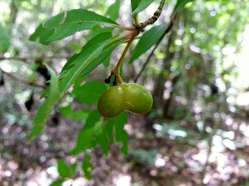 Mostuea brunonis (Mostuea brunonis)