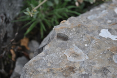 Armadillidium ameglioi