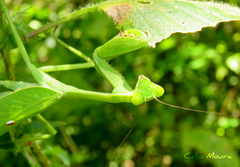 Stagmatoptera femoralis