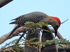 Melanerpes aurifrons