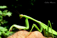 Stagmatoptera femoralis