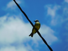 Tyrannus melancholicus