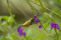 Selasphorus scintilla