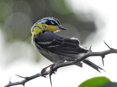 Setophaga dominica