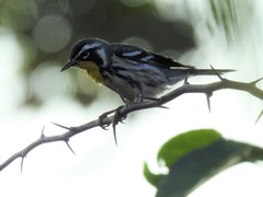Setophaga dominica