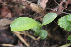 Euonymus japonicus