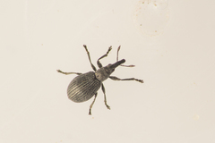 Perapion curtirostre