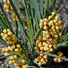 Lomandra glauca