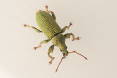 Phyllobius maculicornis