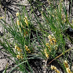 Lomandra glauca