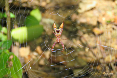 Micrathena spinosa