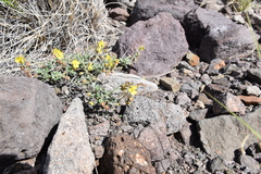 Helianthemum canariense