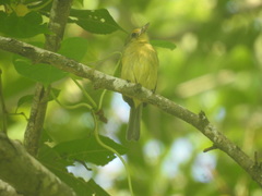 Tolmomyias sulphurescens