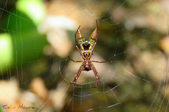 Micrathena spinosa