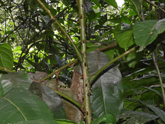 Zanthoxylum gilletii