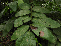 Zanthoxylum gilletii