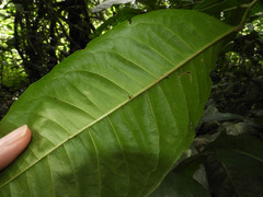 Zanthoxylum gilletii