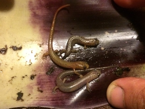 Atzalan Golden Salamander, Chiropterotriton aureus