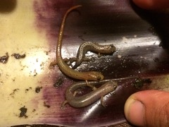 Chiropterotriton aureus