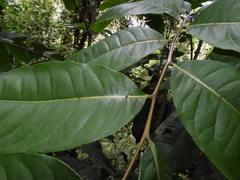 Zanthoxylum gilletii