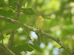 Tolmomyias sulphurescens