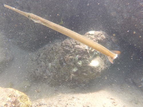 Pacific Cornetfish