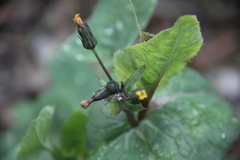 Sonchus oleraceus
