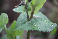Sonchus oleraceus