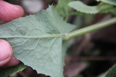 Sonchus oleraceus