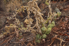 Sedum ebracteatum