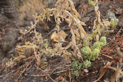 Sedum ebracteatum