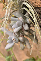 Pachyphytum caesium