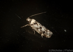 Lichenaula appropinquans