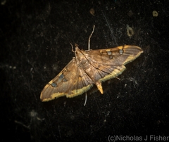 Prophantis