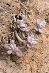 Pachyphytum caesium