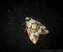 Thallarcha staurocola